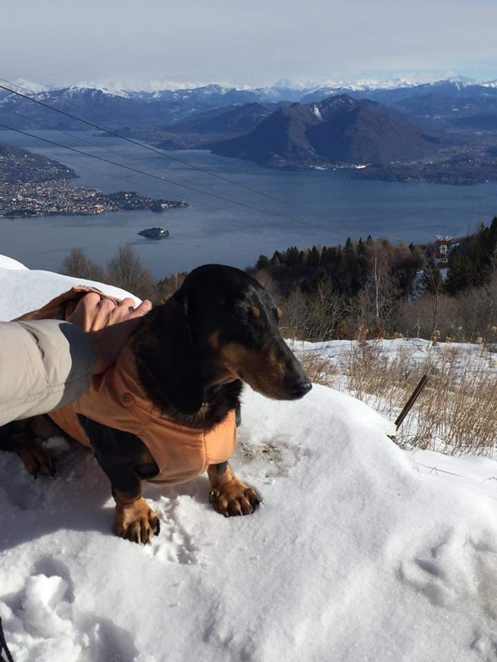 cane bassotto sulla neve, lago blu montagne innevate