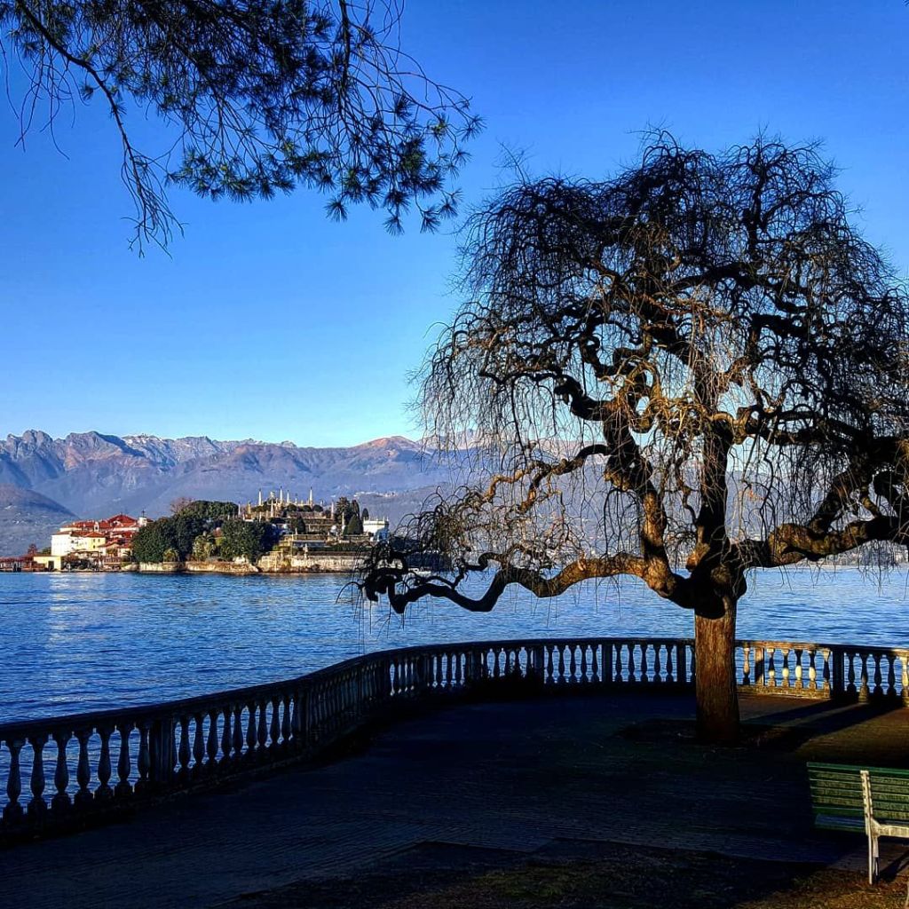 panorama primaverile, primo piano di albero, sottofondo isola bella stresa lago maggiore